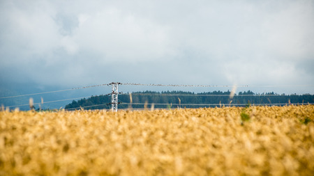 Cultivated field in bright spring day in countrysideの写真素材