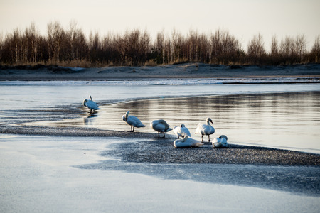 early swans resting on a thin ice in winter by the seaの写真素材