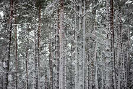 cold winter forest in mist with snow covered tree trunksの写真素材