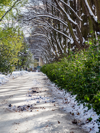 country road in perspective in winter forest with trees and grassの写真素材