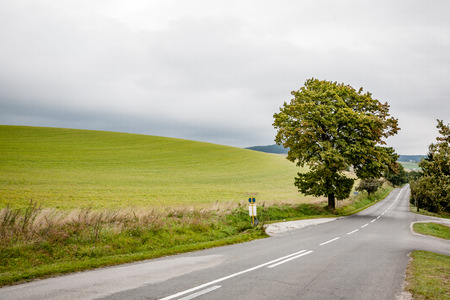 country road in perspective in summer forest with trees and grass