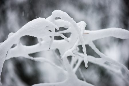frozen countryside scene in winter with snow. forest view, trees in iceの写真素材