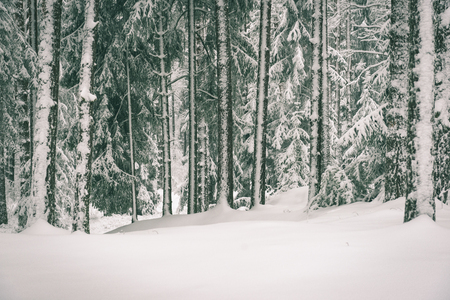 cold winter forest in mist with snow covered tree trunksの写真素材