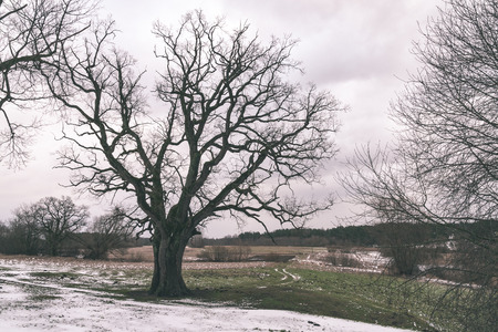 frozen countryside scene in winter with snow. snowy forestの写真素材