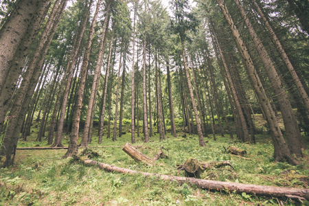 Misty morning in the woods. forest with tree trunks, sun and rays of light - vintage film look