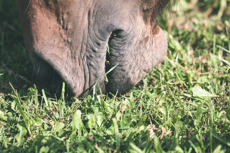 close-up shot of wild horses in the field - vintage lookの写真素材