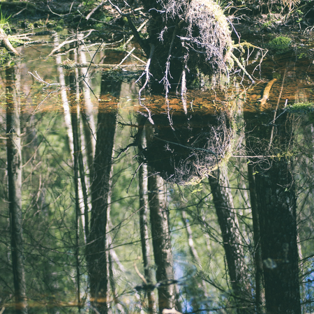 forest details in spring with sun rays and fog - instant vintage square photoの写真素材