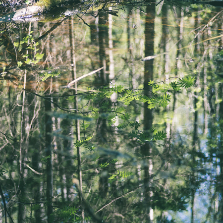 forest details in spring with sun rays and fog - instant vintage square photoの写真素材