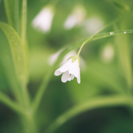 white spring flowers on green background with shallow depth of field - instant vintage square photoの写真素材