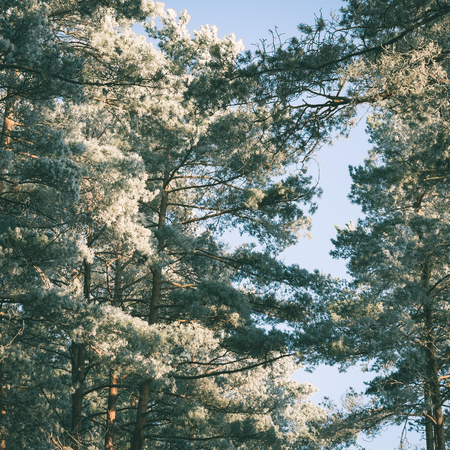 forest road with sun rays in the morning in the countryside - instant vintage square photoの写真素材