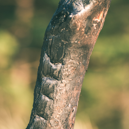 old dry burned wooden planks with shadows from sun - instant vintage square photoの写真素材