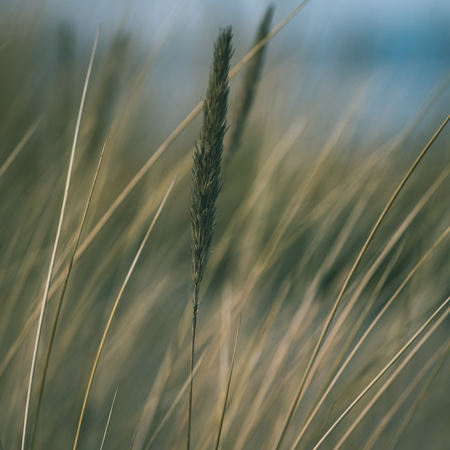 beautiful blur dry grass and bent background - instant vintage square photoの写真素材