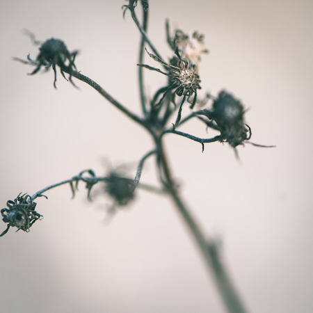 artistic dry branches and plants on white background. art. - instant vintage square photoの写真素材