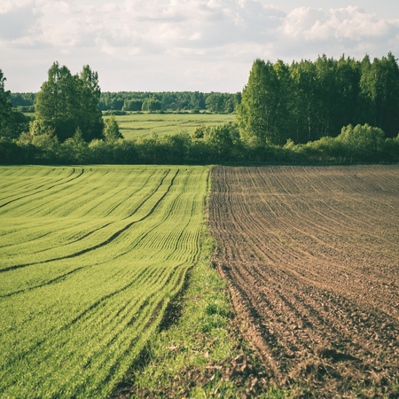 cultivated field and blue sky with sun in summer - instant vintage square photoの写真素材