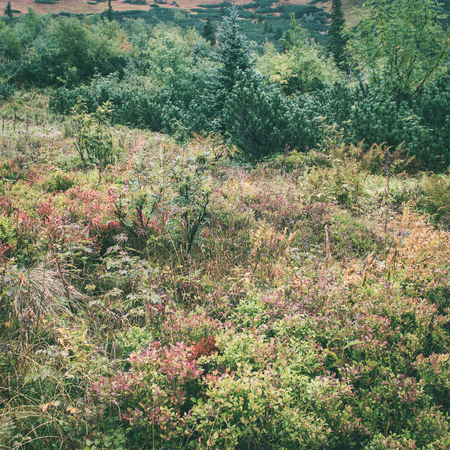 Tatra mountains in Slovakia covered with clouds. autumn colors. - instant vintage square photoの写真素材
