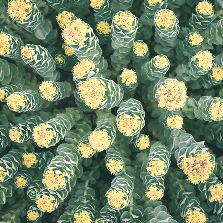 Summer flower meadow background with green leaves - instant vintage square photoの写真素材