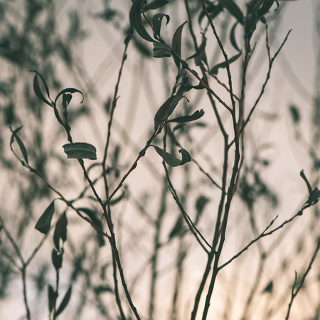 artistic dry branches and plants on white background. art. - instant vintage square photoの写真素材