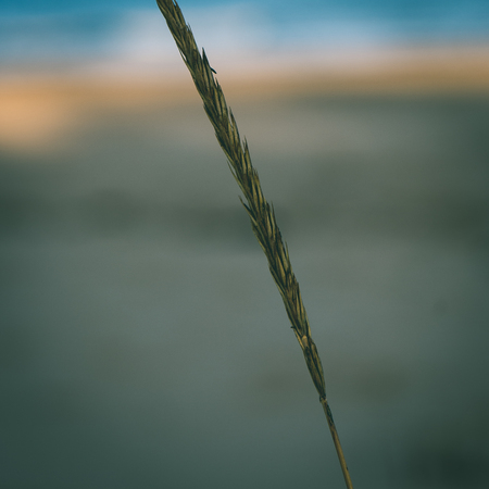 beautiful blur dry grass and bent background - instant vintage square photoの写真素材