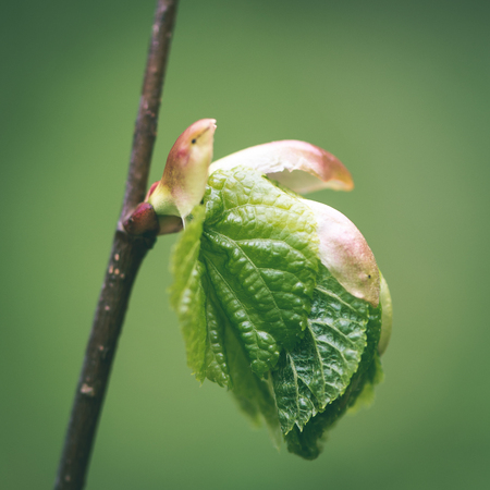 young tree blossoms on green background in wet forest - instant vintage square photoの写真素材