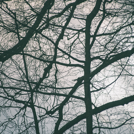 tree branches on blue background in winter - instant vintage square photoの写真素材