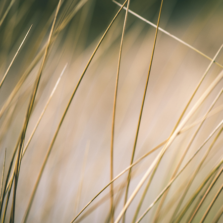 beautiful blur dry grass and bent background - instant vintage square photoの写真素材
