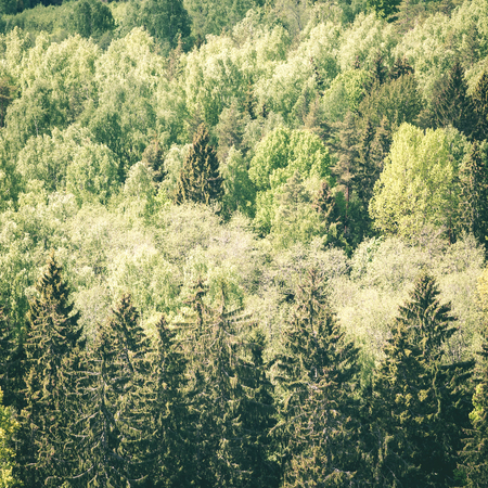 Endless forests in sunny day with perspective in color - instant vintage square photo