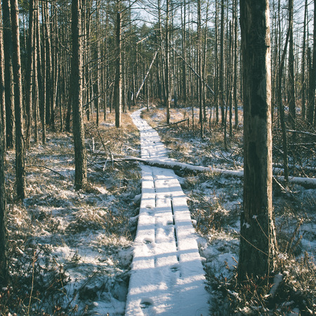 snowy tourist hiking trail in woods in winter. trails in snow - instant vintage square photoの写真素材
