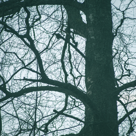 tree branches on blue background in winter - instant vintage square photo