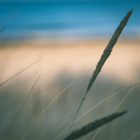 beautiful blur dry grass and bent background - instant vintage square photoの写真素材