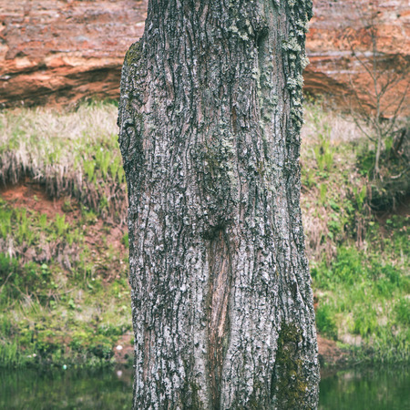 Trunks of trees in green forest with grass and leaves un summer - instant vintage square photoの写真素材