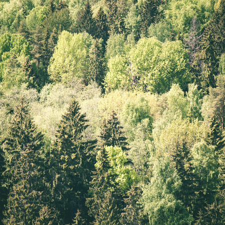 Endless forests in sunny day with perspective in color - instant vintage square photo