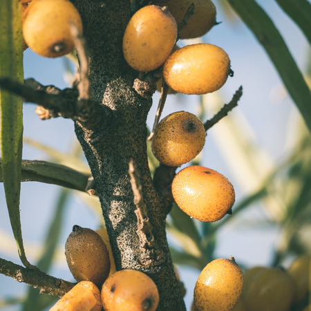 sea buck-thorn berries in autumn in countryside field - instant vintage square photoの写真素材