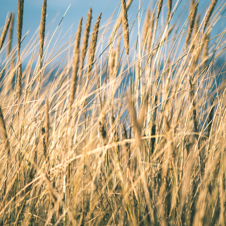 beautiful blur dry grass and bent background - instant vintage square photoの写真素材