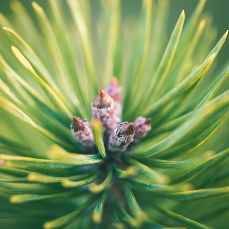 pine tree branch closeup with blur background - instant vintage square photo