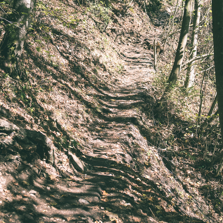 sunny tourist trail in the woods in autumn at the countryside - instant vintage square photo
