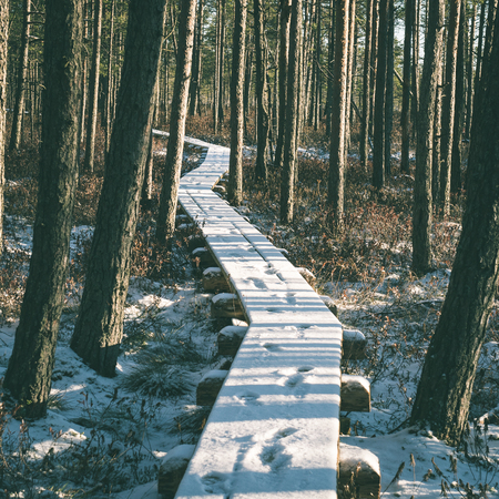 snowy tourist hiking trail in woods in winter. trails in snow - instant vintage square photoの写真素材