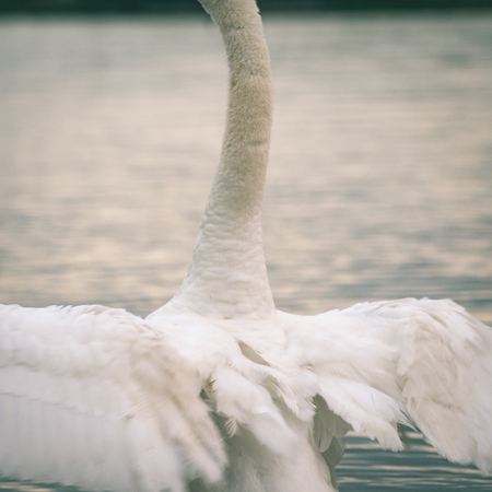 swan on lake water in sunny day, swans on pond. - instant vintage square photoの写真素材