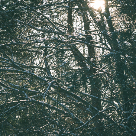 winter trees covered with snow in cold sunny day with blue sky - instant vintage square photoの写真素材