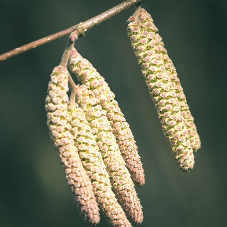 Twig with spring buds on dark background - instant vintage square photoの写真素材