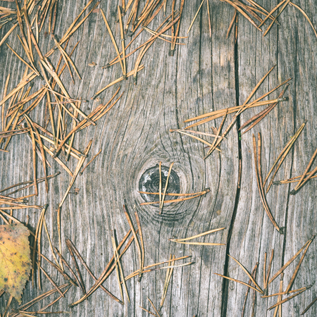 old wooden planks covered with autumn leaves - instant vintage square photoの写真素材