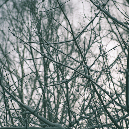 winter tree branches in abstract textured background - instant vintage square photoの写真素材