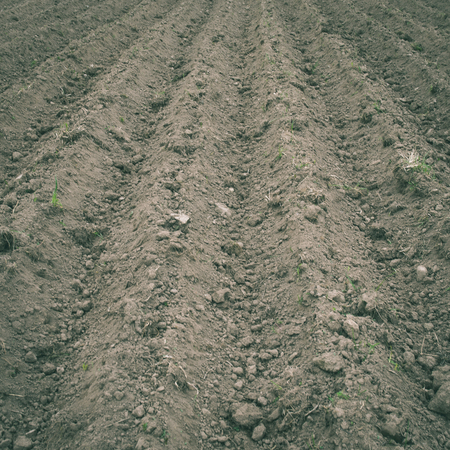 Background of newly plowed field ready for new crops. Ploughed field in autumn. Farm, agricultural background - instant vintage square photoの写真素材