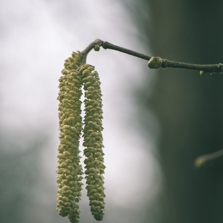 spring blossoms and leaves on blur background in country - instant vintage square photoの写真素材
