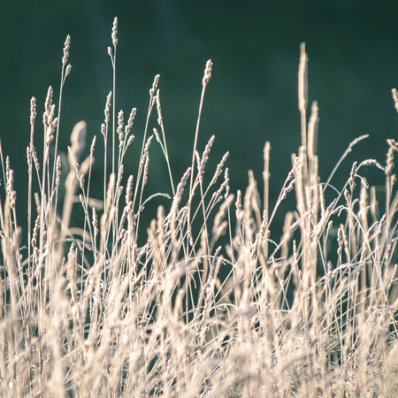 frosty grass in winter in cold morning - instant vintage square photo