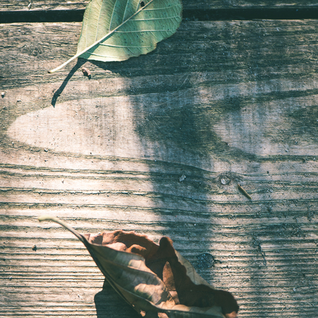 dry leaves on old wooden planks. autumn scene - instant vintage square photoの写真素材