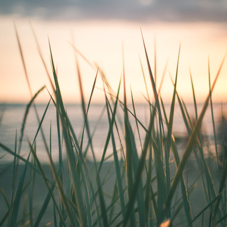 grass texture in autumn sunset in country - instant vintage square photoの写真素材