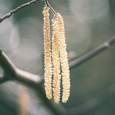 spring blossoms and leaves on blur background in country - instant vintage square photoの写真素材