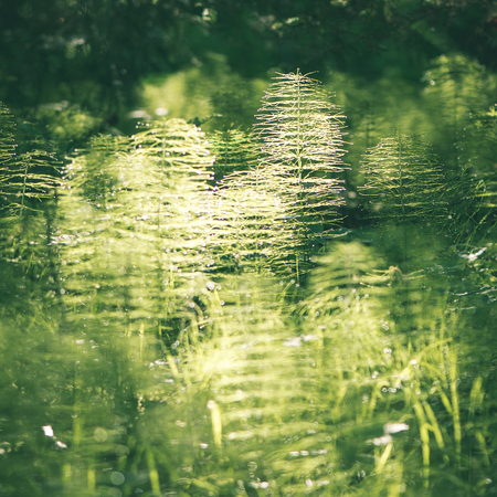 Green spring foliage in forest with flowers and sun rays - instant vintage square photoの写真素材