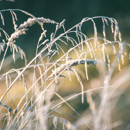 frosty grass in winter in cold morning - instant vintage square photoの写真素材