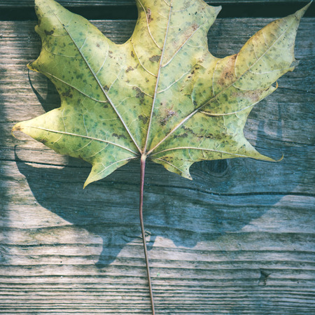 dry leaves on old wooden planks. autumn scene - instant vintage square photoの写真素材